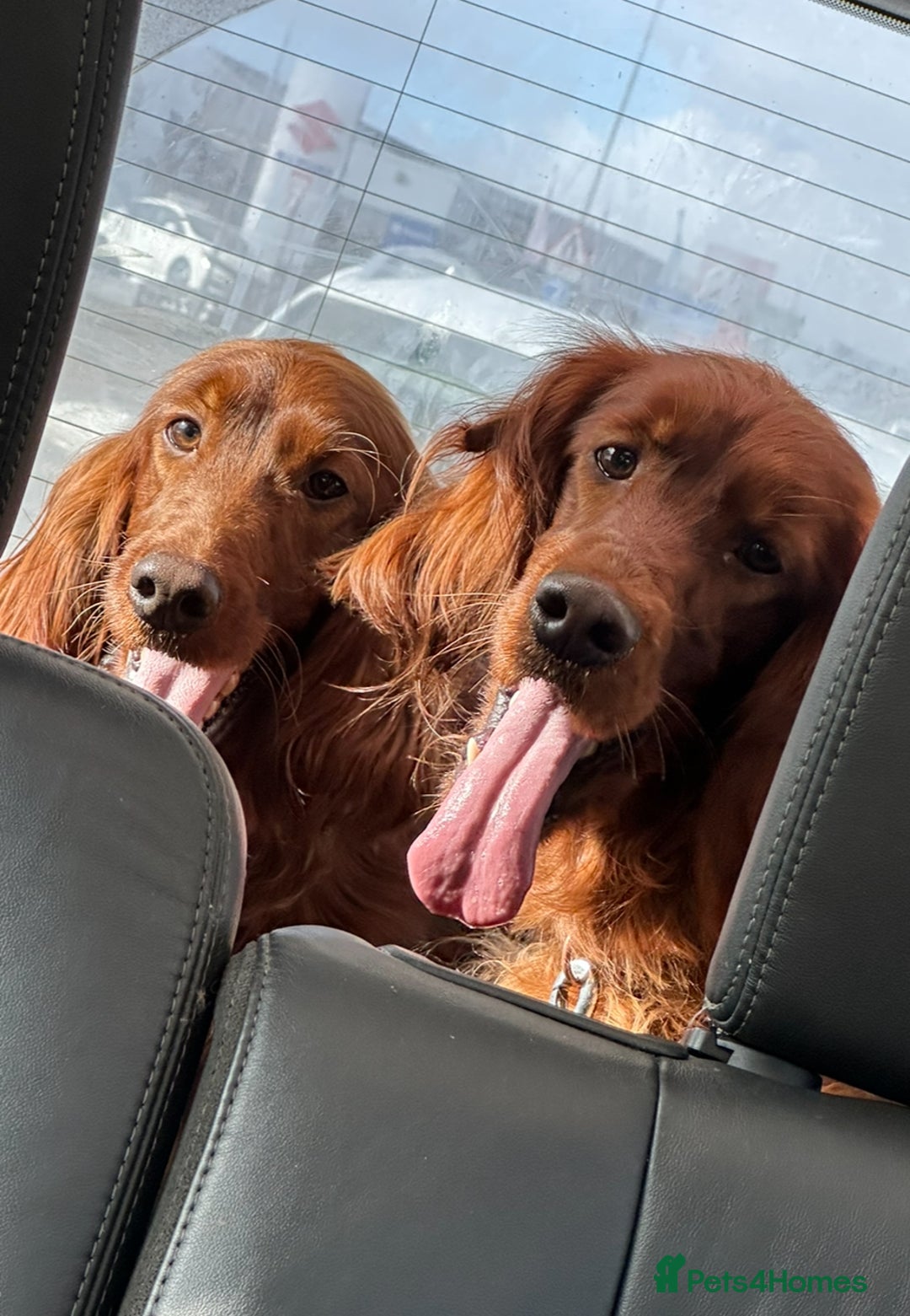 Irish Setter dogs for sale: 🎉Due🎉 Dark Red Setter Pups Health Tested Parents - Image 2