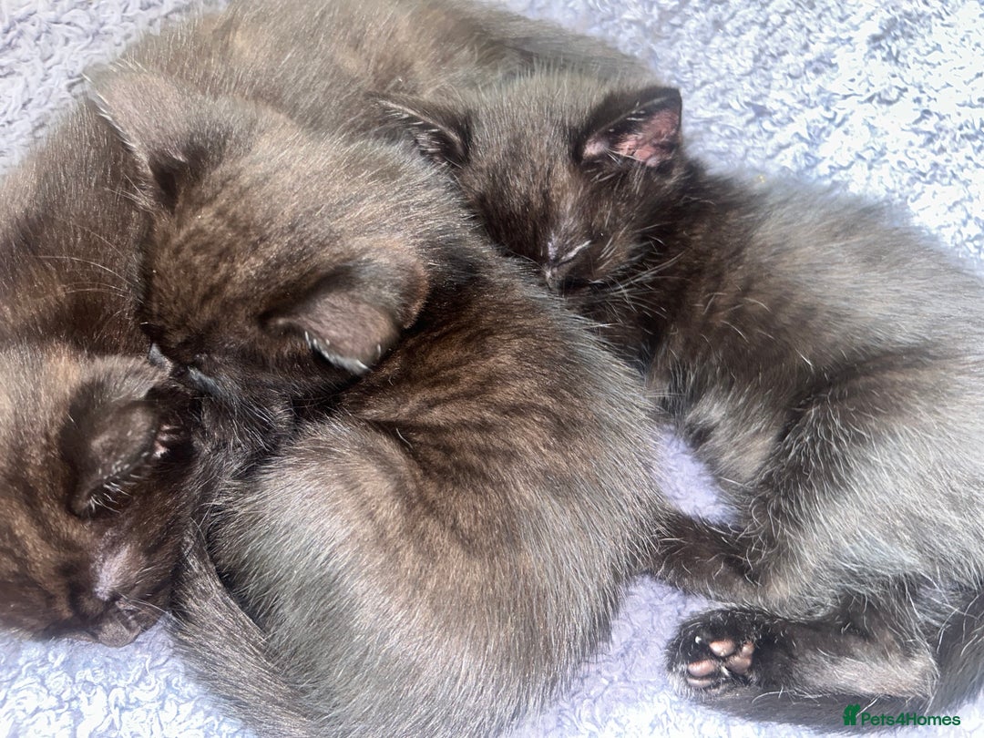 Mixed Breed cats for sale: kitten for sale! - Image 8