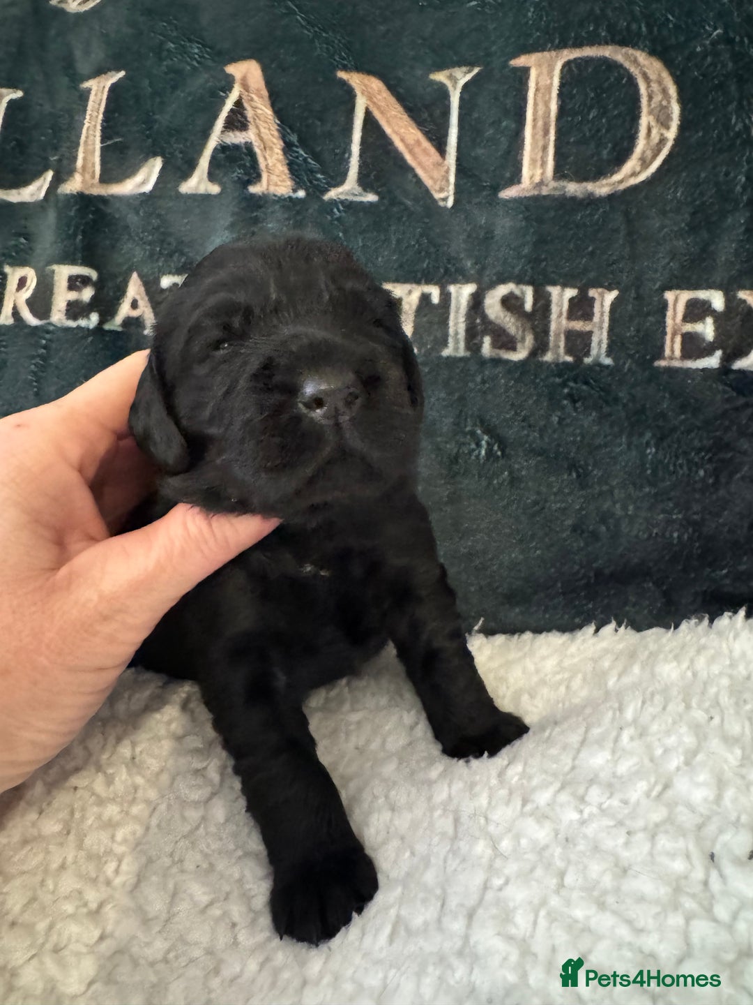 Cocker Spaniel dogs for sale: A gorgeous litter of WCS - Advert 24