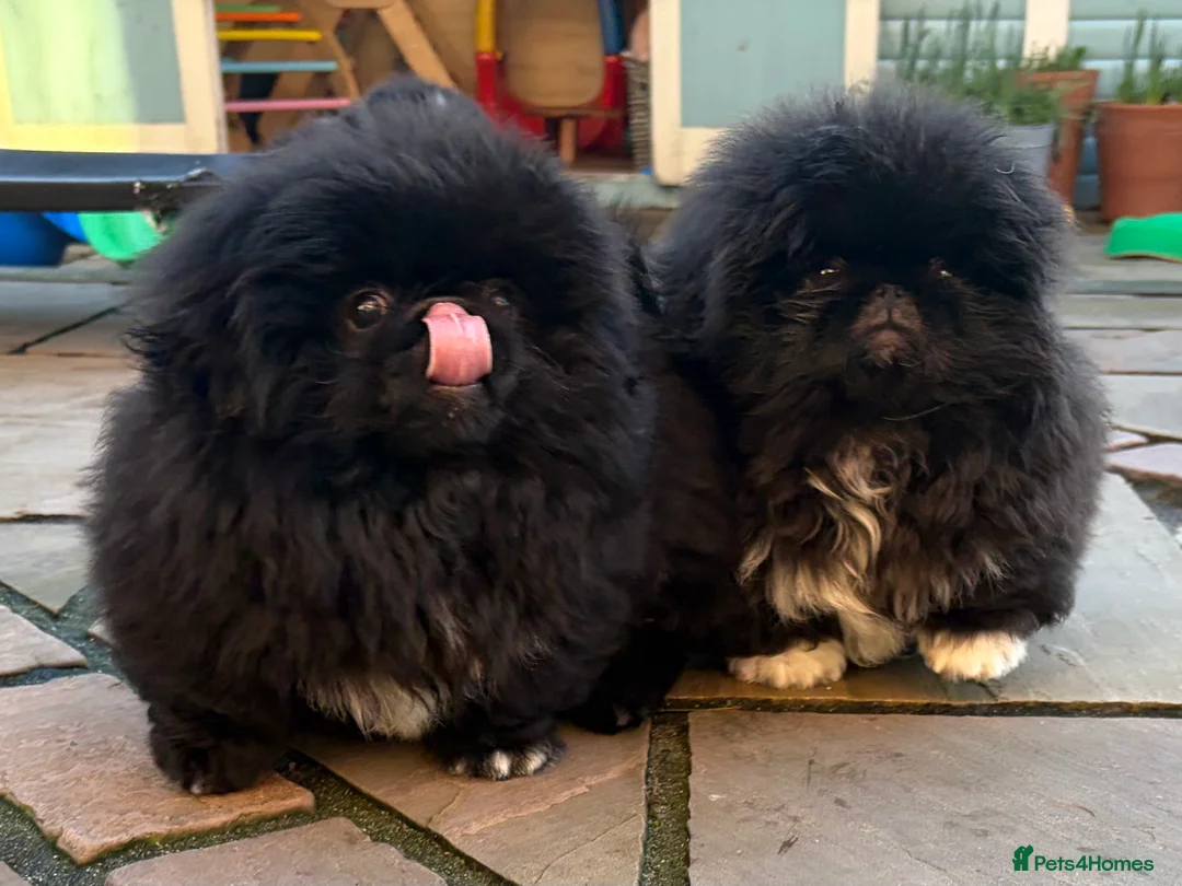 Pekingese dogs for sale: Biggiwigs Pekingese availability Last two boy pups - Advert 7