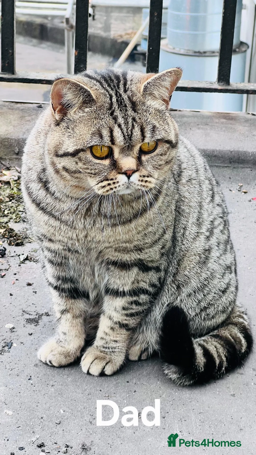 British Shorthair cats for sale: Female British shorthair kitten for sale in Dudley - Advert 8