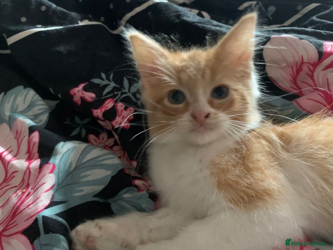 Mixed Breed cats for sale: Ragdoll sphynx mixed kittens ready now  - Image 4