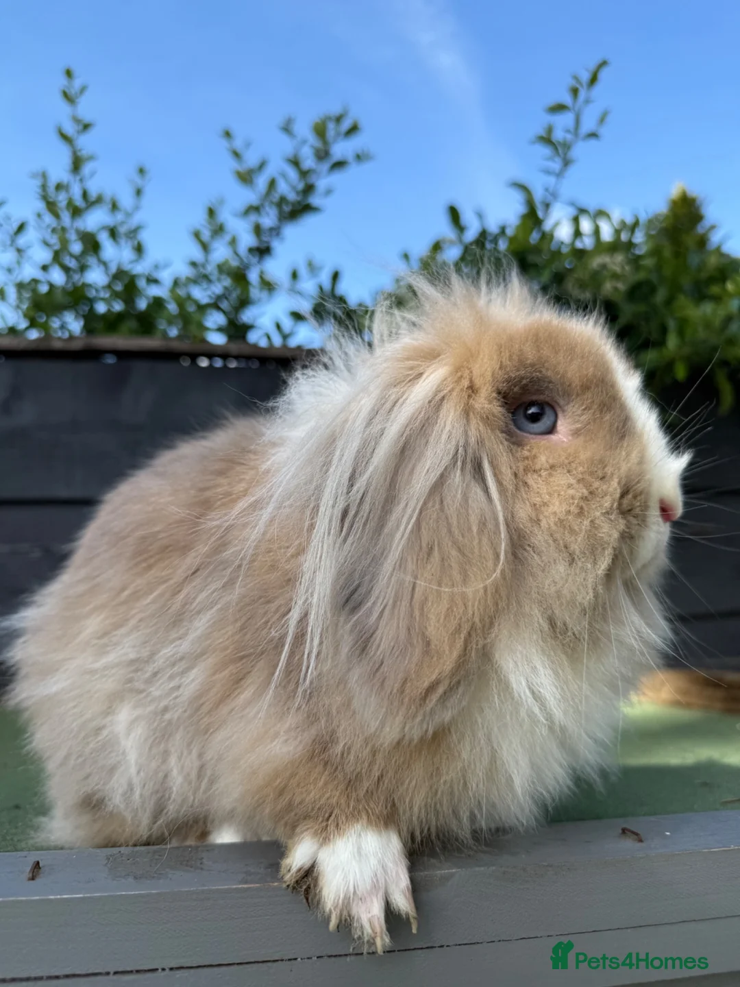 Mini Lion Lop rabbits for sale: Super friendly Lion Lop Girl - Advert 4