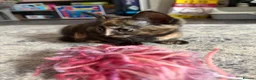 Mixed Breed cats for sale: 2 female kittens  in Great Yarmouth - Advert 8