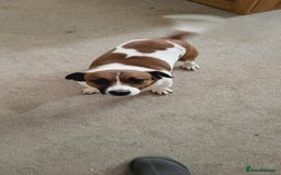 Jack Russell dogs for stud: Jack Russell Stud - Image 10