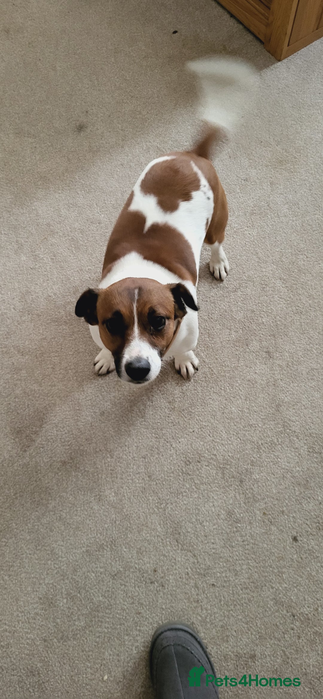 Jack Russell dogs for stud: Jack Russell Stud - Image 10