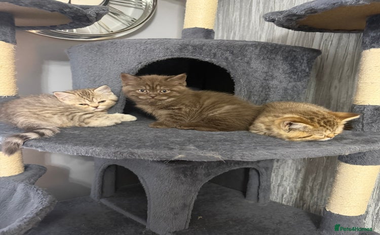 British Shorthair cats - Advert 6