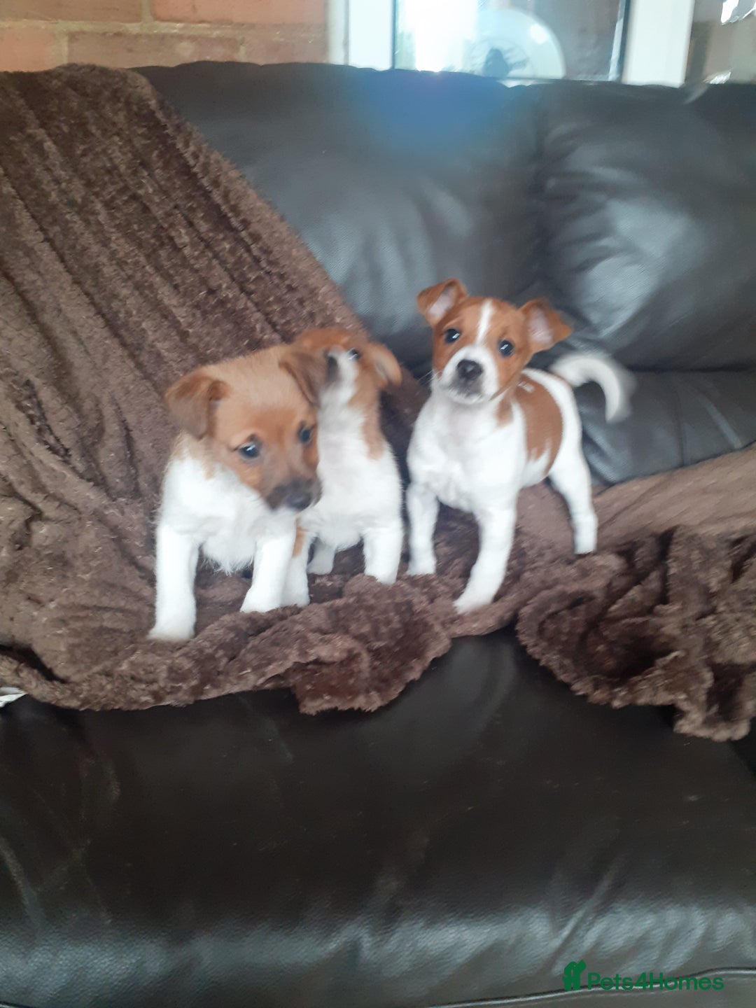 Jack Russell dogs for sale: Jackrussell pups - Advert 6