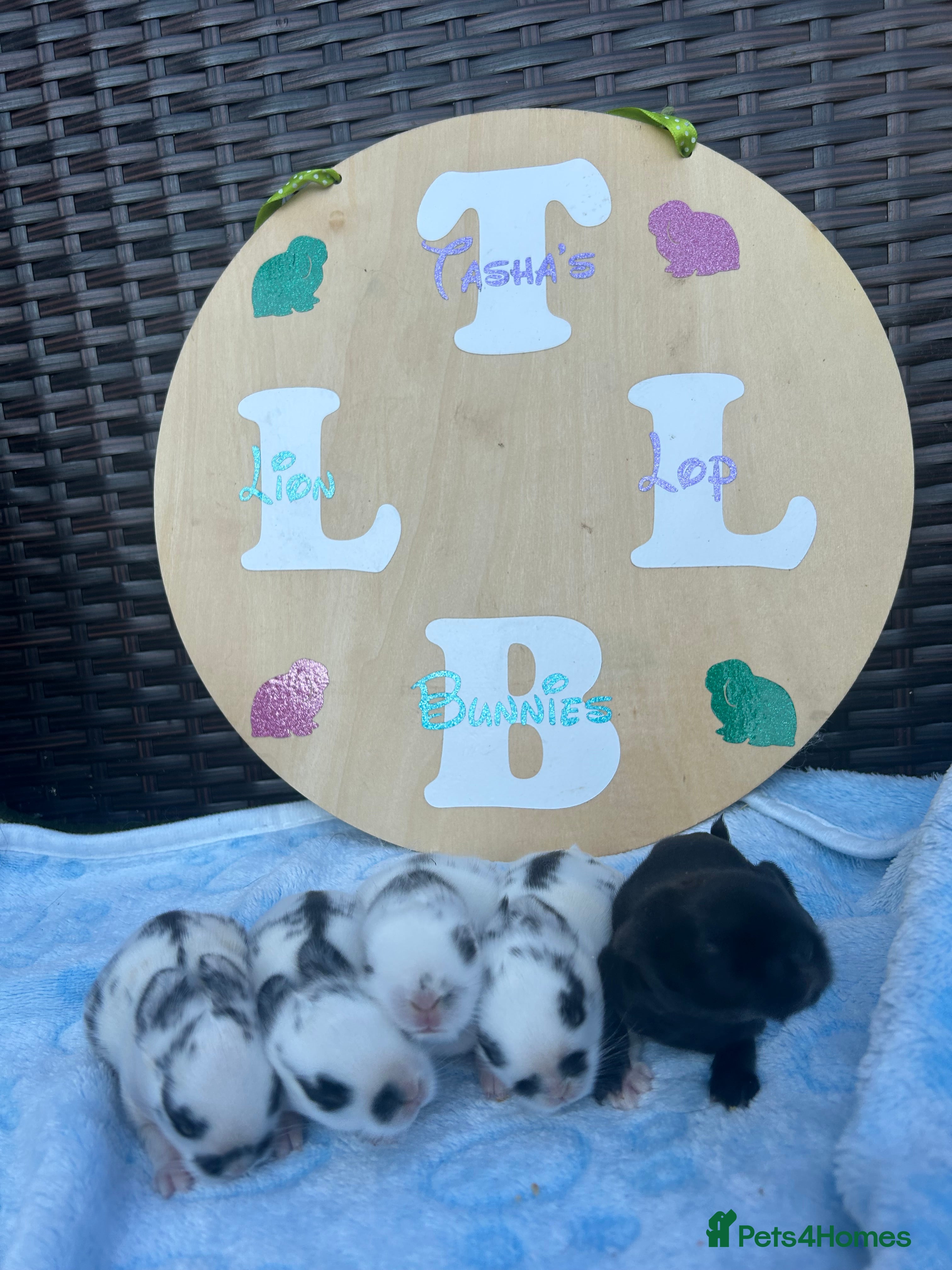 Mini Lion Lop rabbits Mini lion lops bunnies  - Advert 2