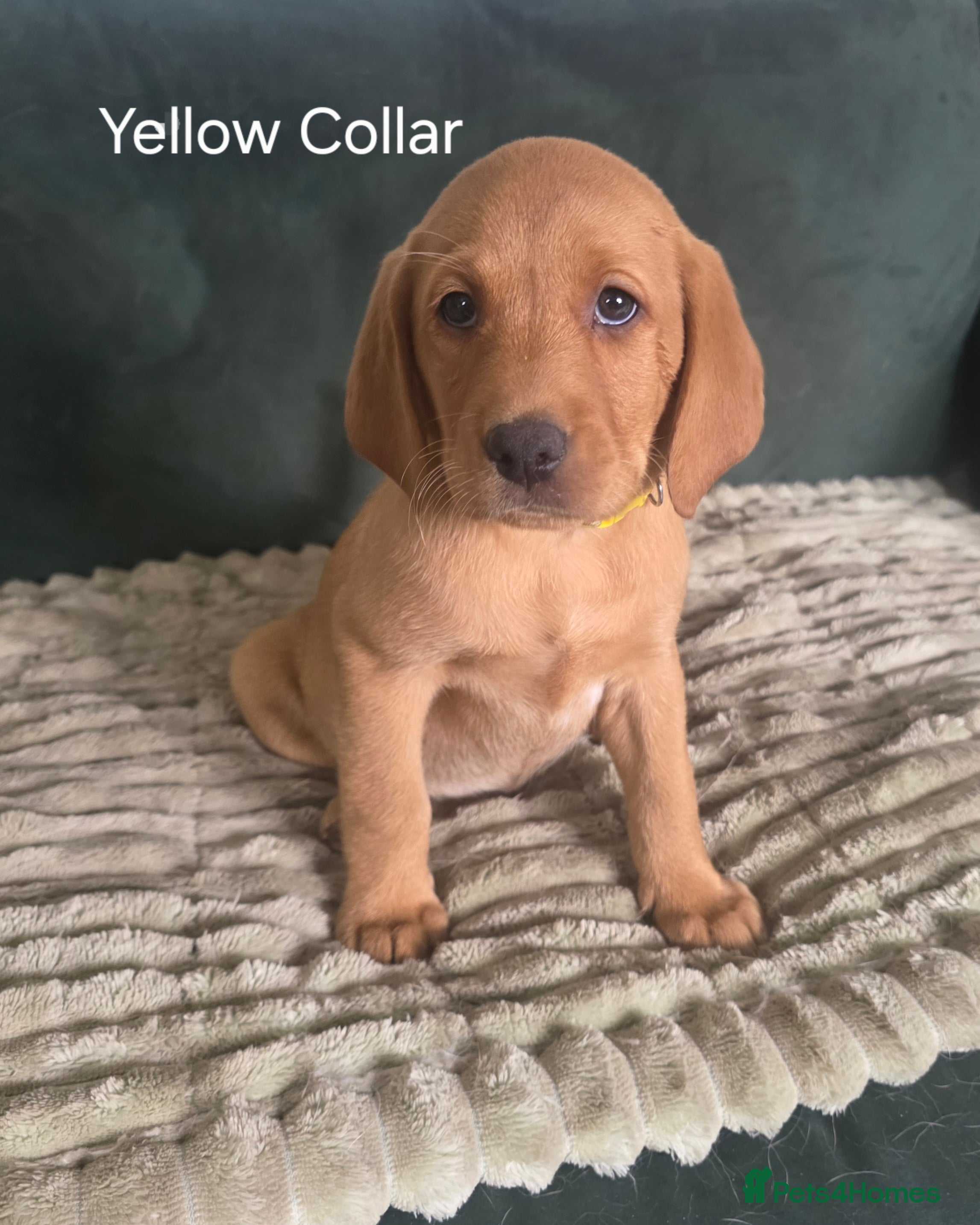 Labrador Retriever dogs KC REG, EHANCED HEALTH TESTED, RED & YELLOW LABS - Advert 2