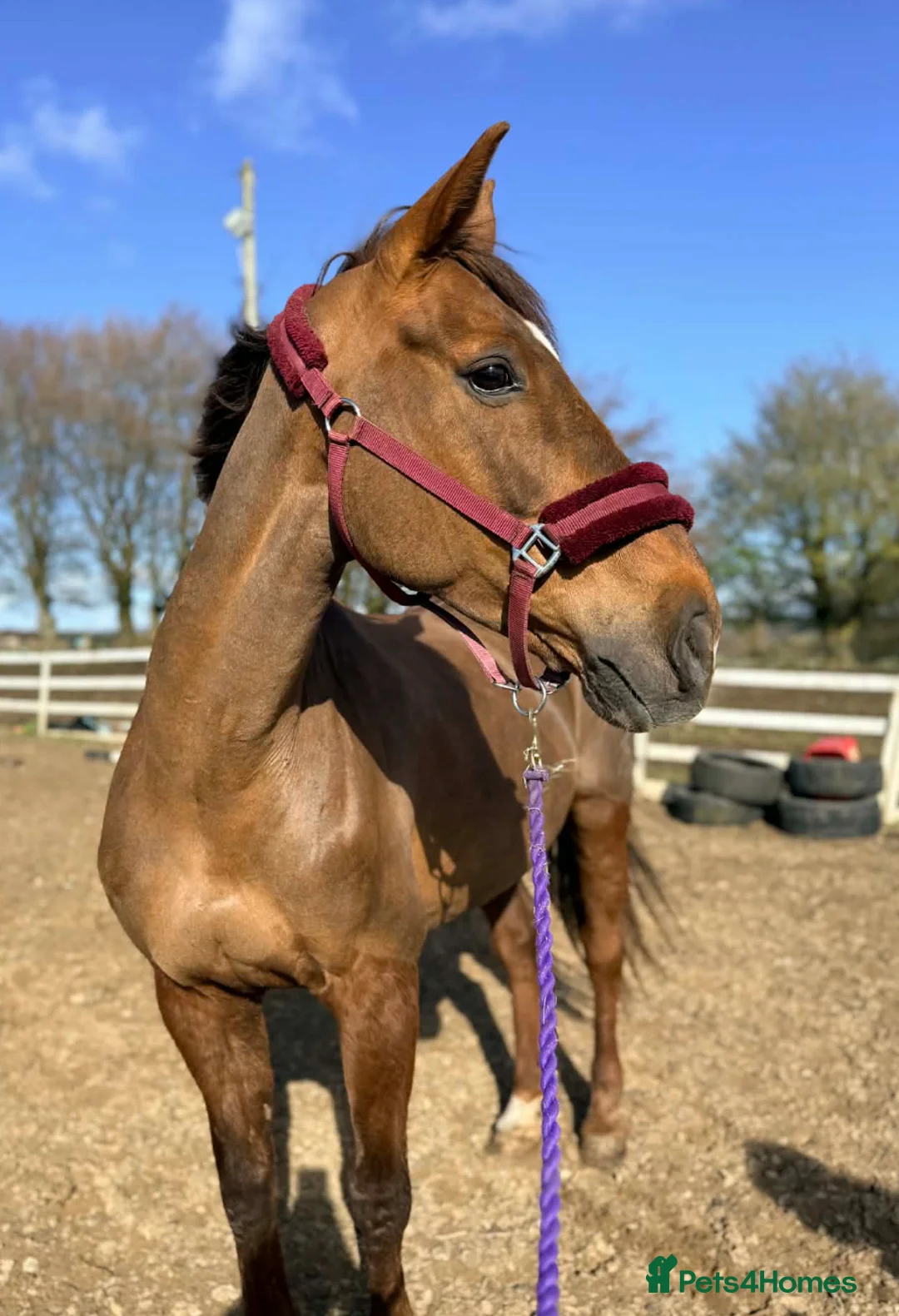 Irish Sports horses for sale: Super 15.2 allrounder  - Advert 27