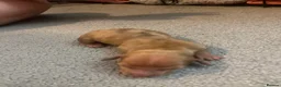 Dachshund dogs for sale: Beautiful miniature dachunds  - Advert 10