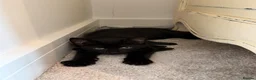 Bengal cats for sale: Beautiful Bengal Kittens - Advert 5