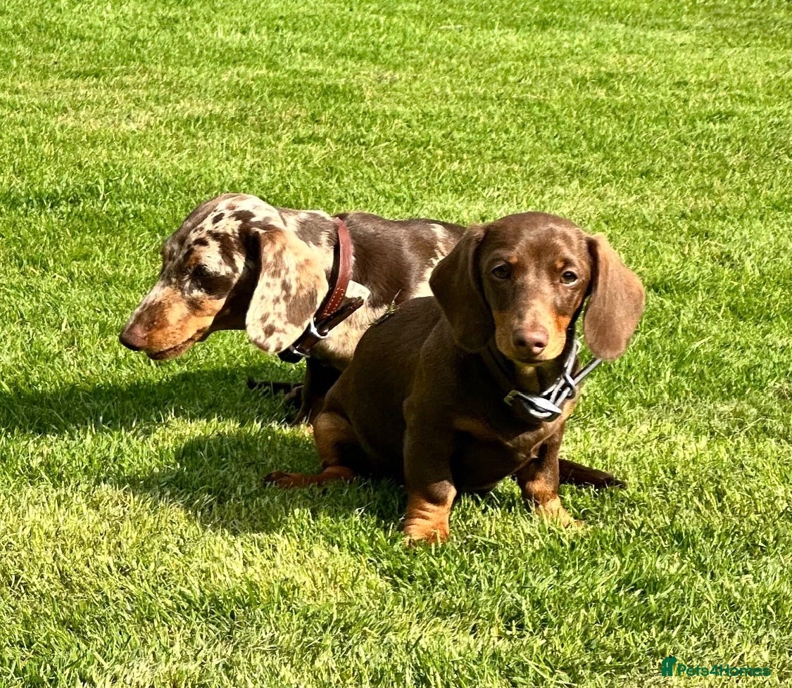 Miniature Dachshund dogs Superb Quality babies - Advert 2