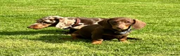 Miniature Dachshund dogs for sale: Superb Quality babies in Sleaford - Advert 18