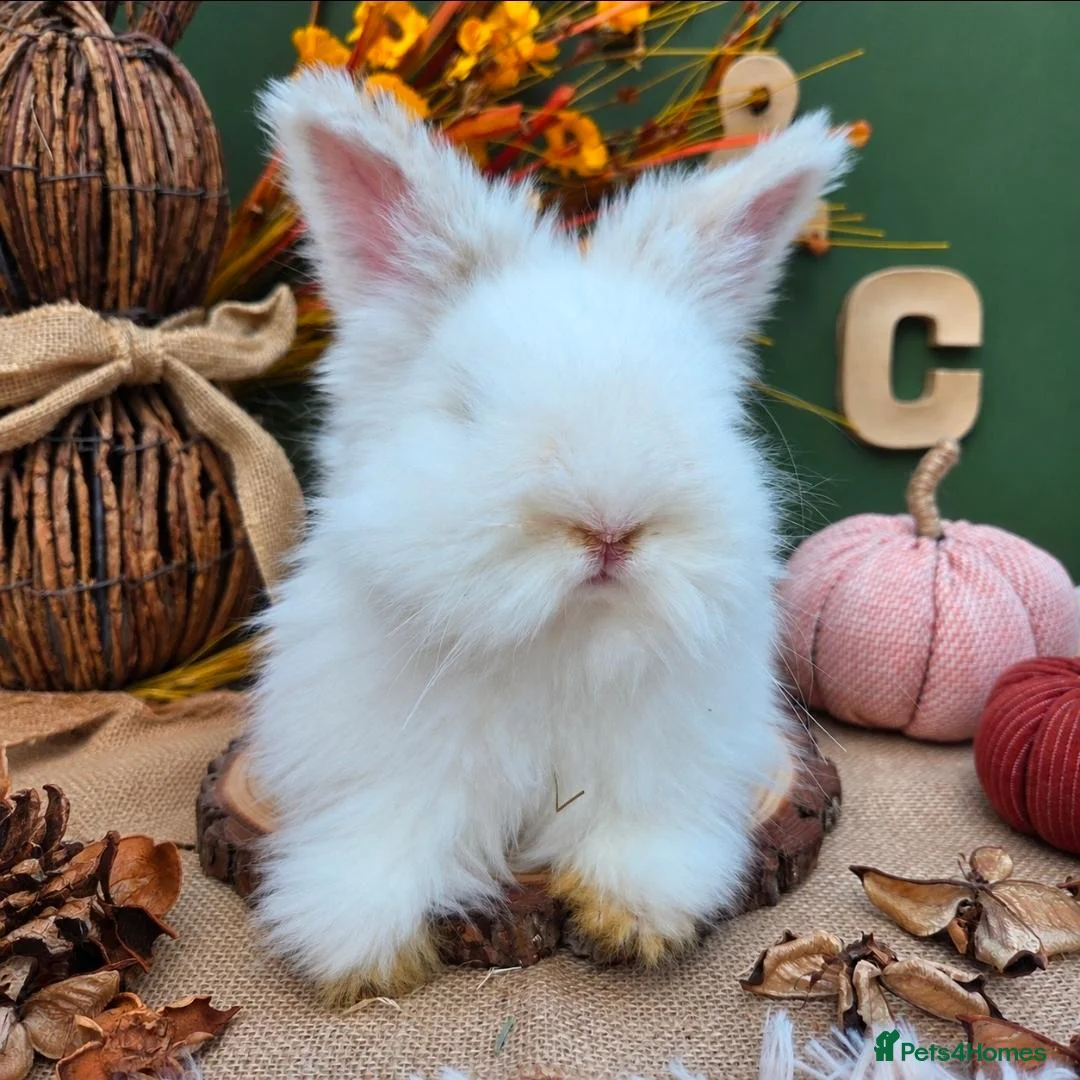 Angora rabbits for sale: Last 2 English Angora Bucks - Advert 2