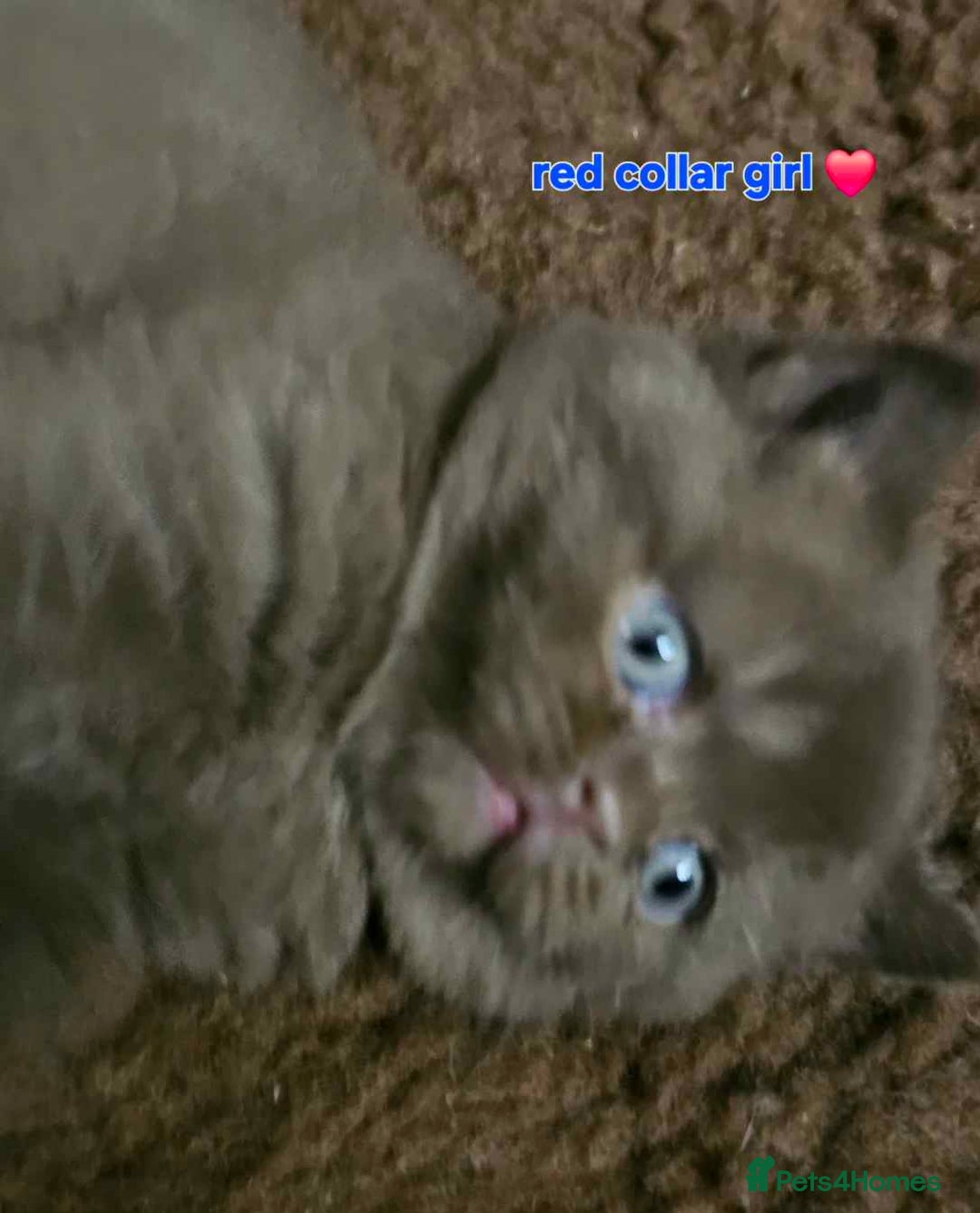 British Shorthair cats for sale: Beautiful  British  shorthair  kittens - Advert 11