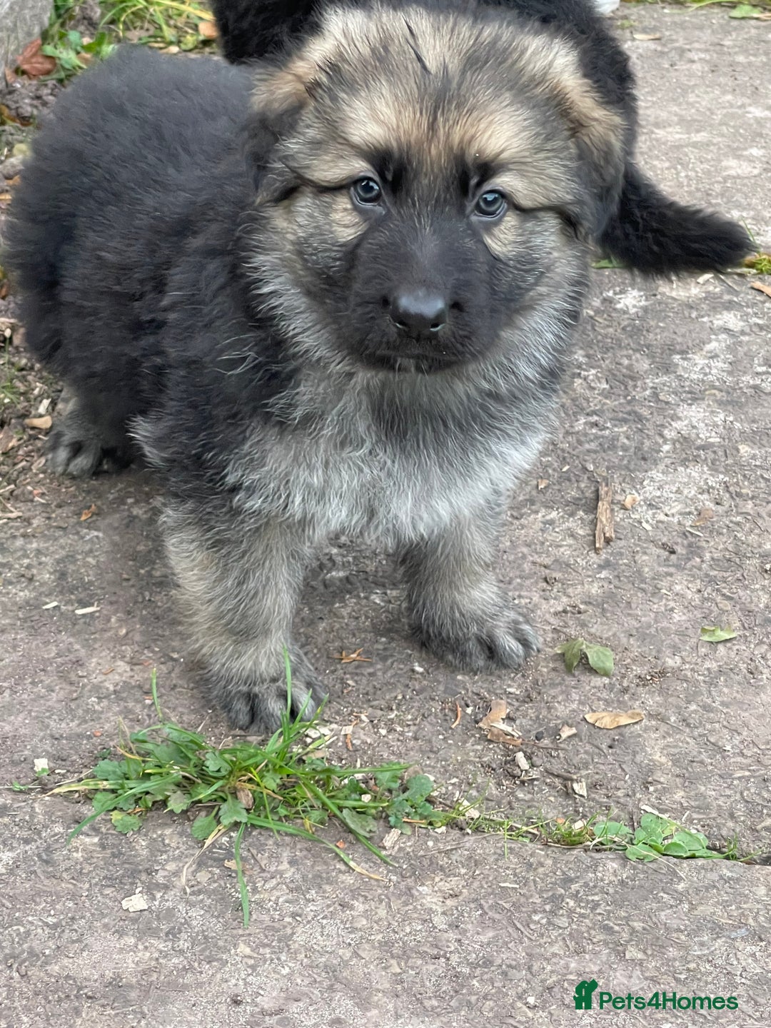 German Shepherd dogs for sale: Outstanding long coat German shepherd puppies  - Image 32