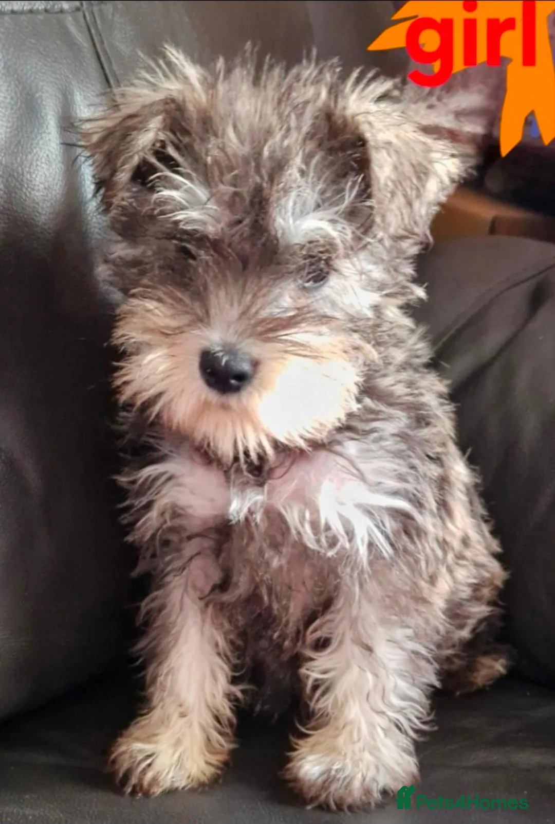 Miniature Schnauzer dogs for sale: 1 girl left  - Advert 1