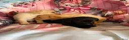 Labrador Retriever dogs for sale: Labrador puppies deposit secures in Castleford - Advert 18
