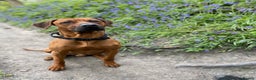 Rhodesian Ridgeback dogs for stud: Proven KC Reg Fully Health Tested RR for Stud in Bolton - Advert 13