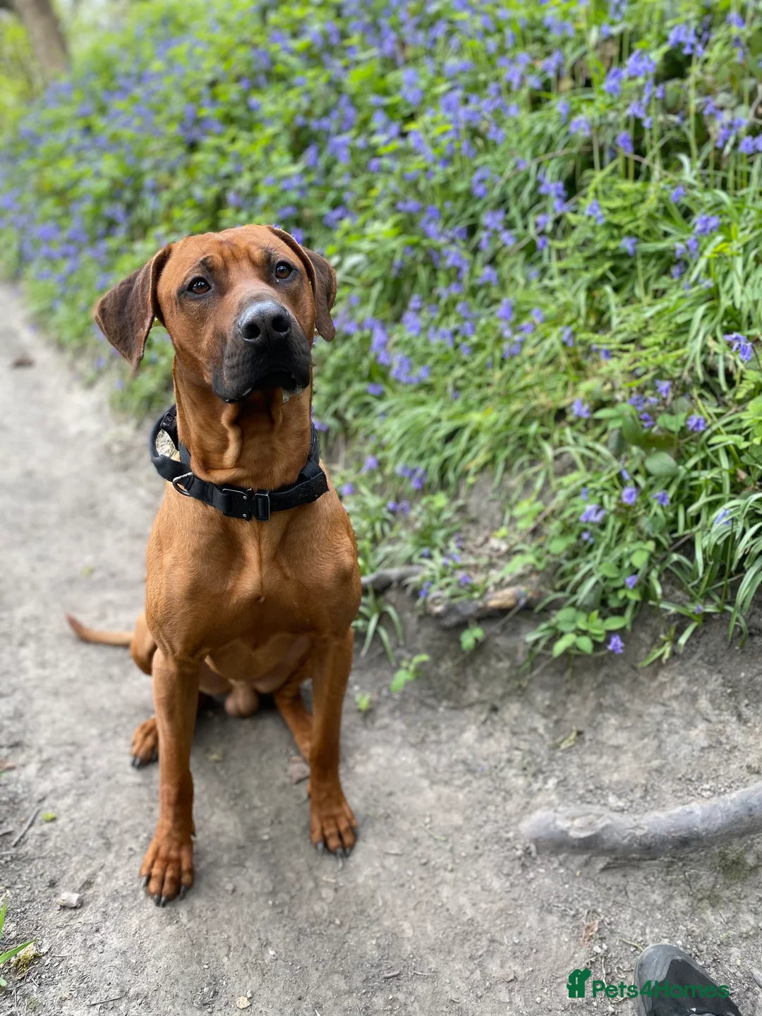 Rhodesian Ridgeback dogs for stud: Proven KC Reg Fully Health Tested RR for Stud in Bolton - Advert 14