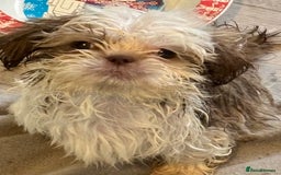 Shih Tzu dogs for sale: Three gorgeous shihtzu puppies  - Image 7