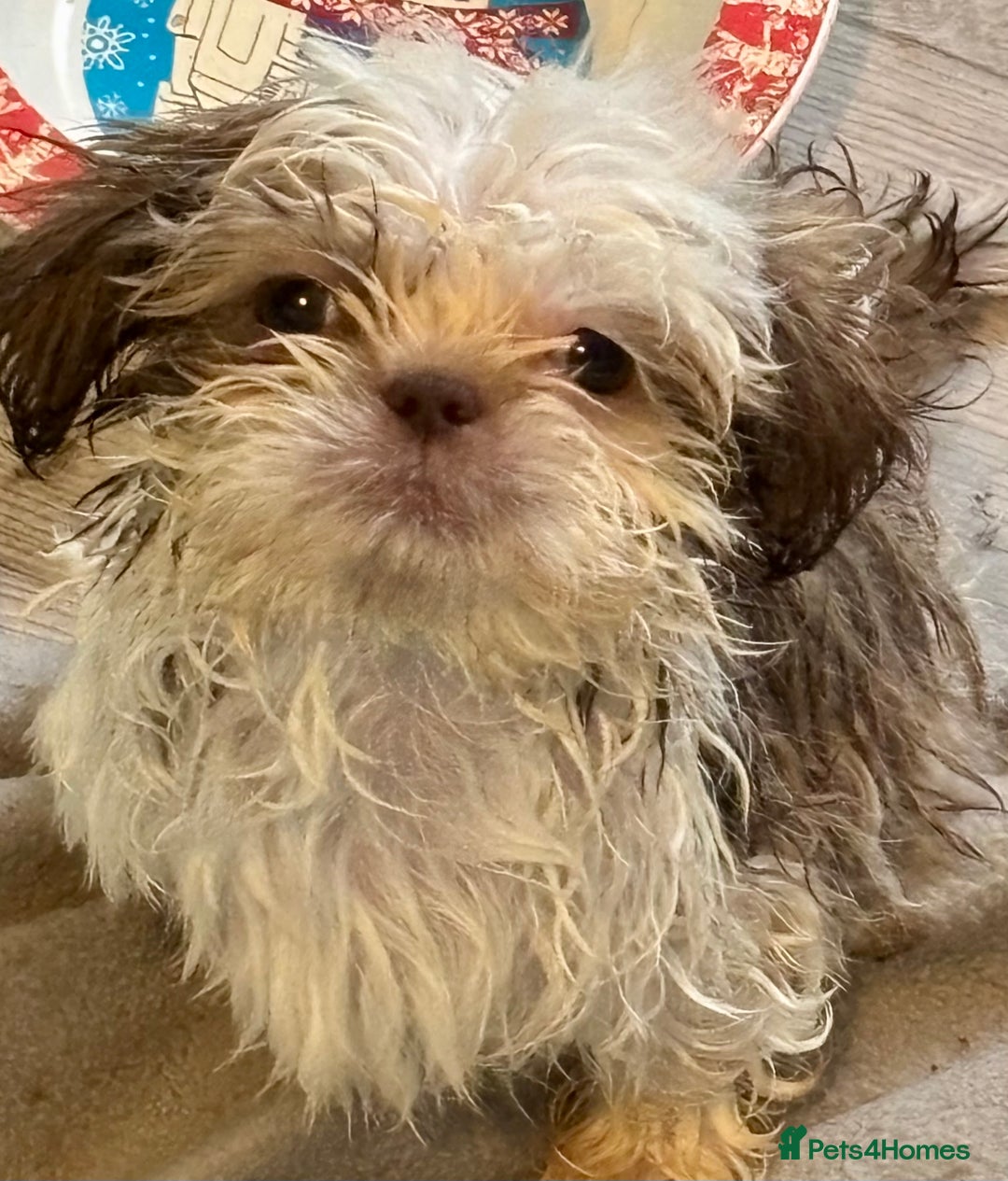Shih Tzu dogs for sale: Three gorgeous shihtzu puppies  - Image 7