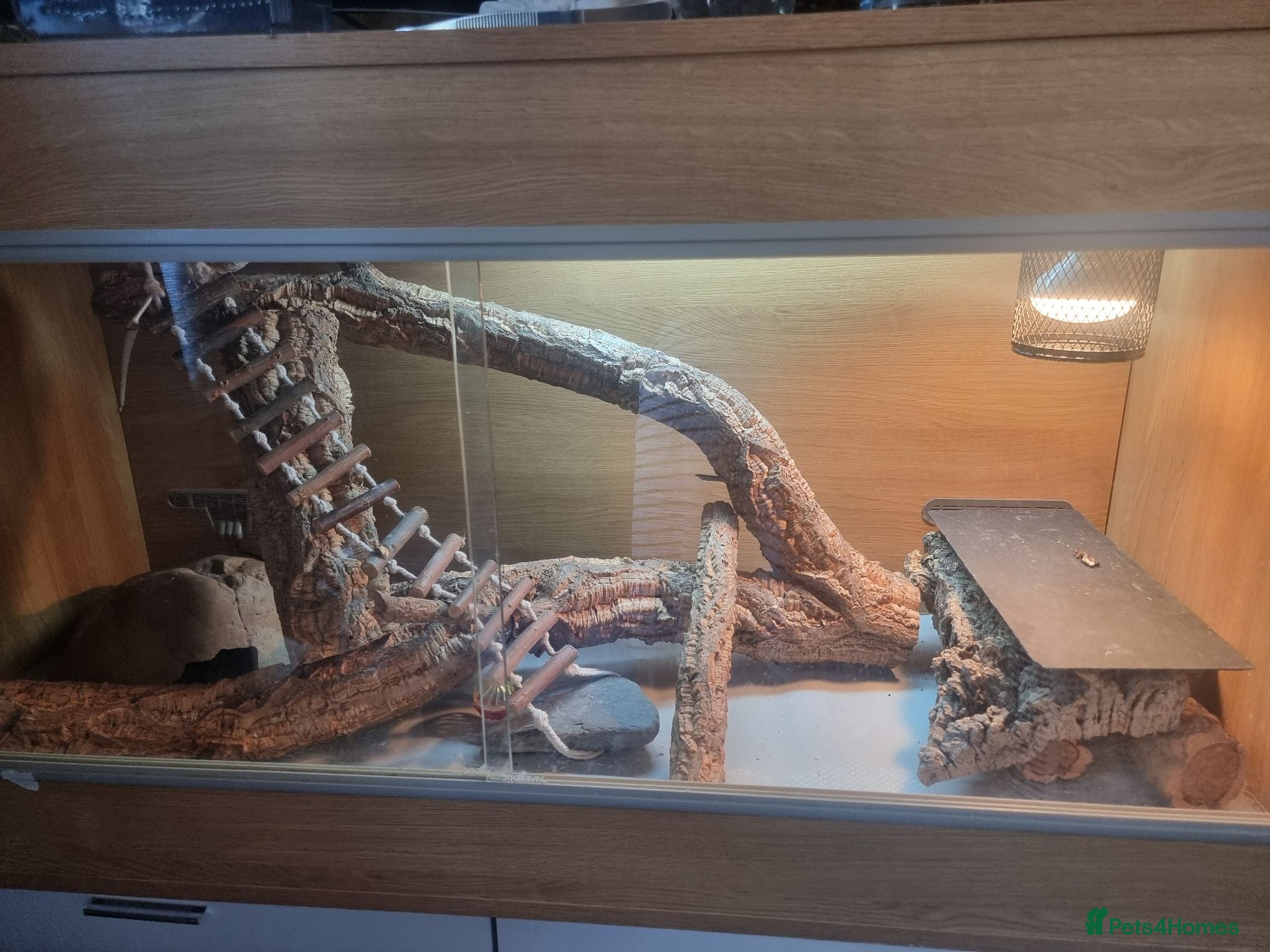 Bearded Dragon reptiles Baby bearded dragon with full set up - Advert 8