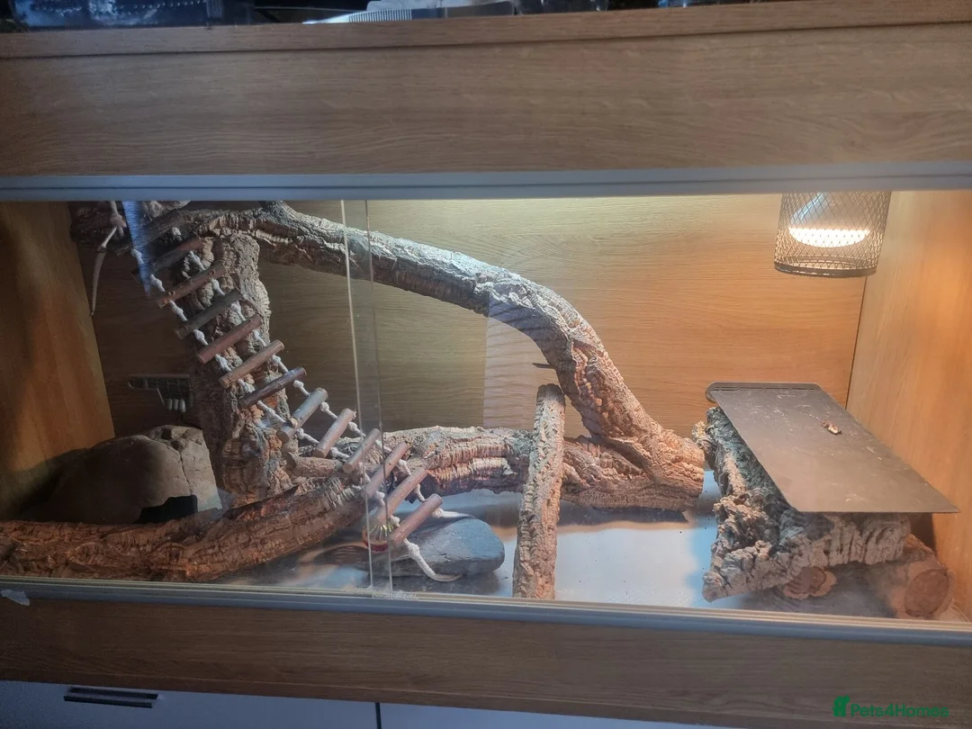 Bearded Dragon reptiles for sale: Baby bearded dragon with full set up in Nuneaton - Advert 1