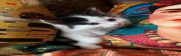 Persian cats for sale: Beautiful Persian Kittens Ready for Forever Homes - Advert 40