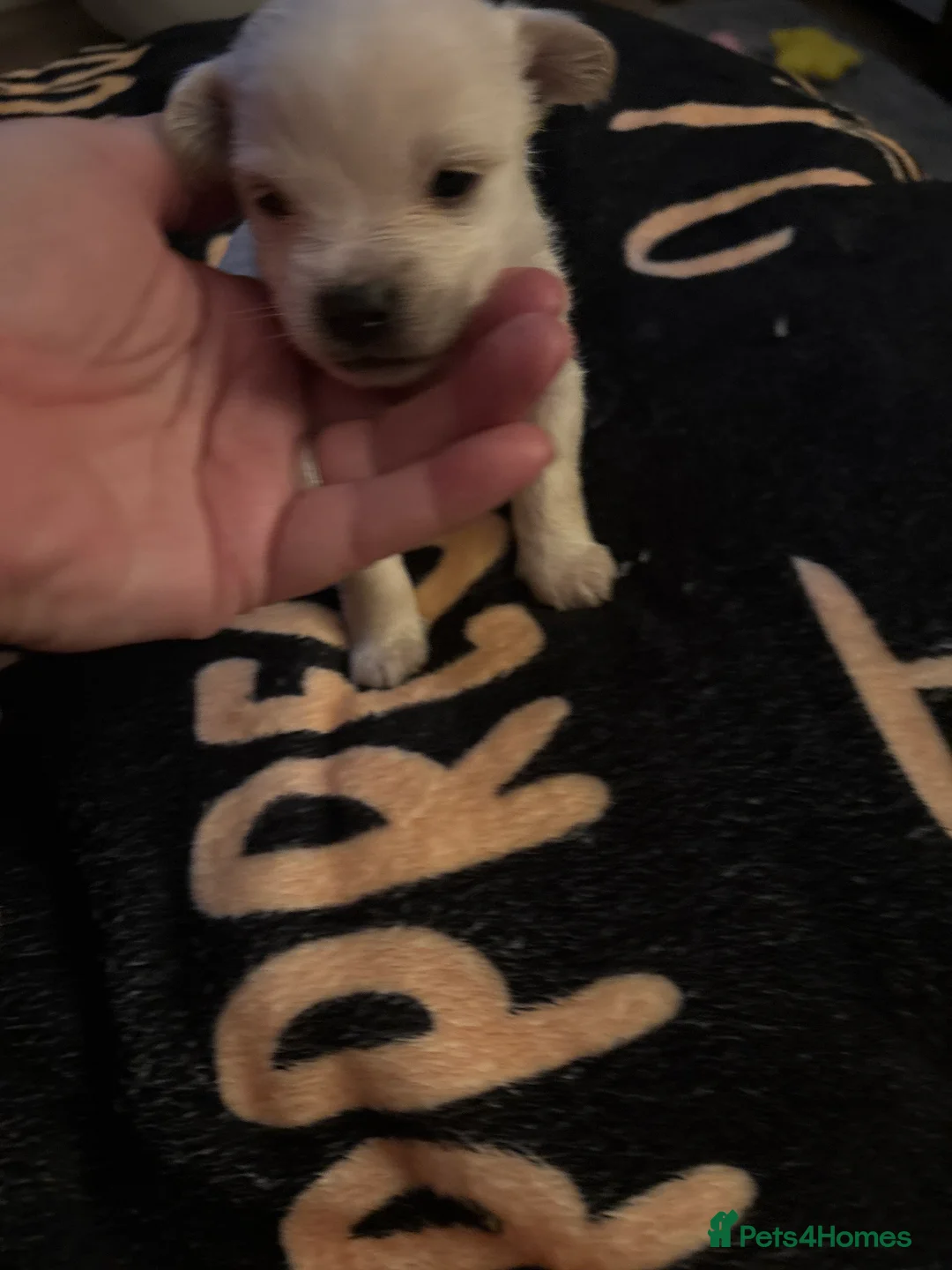 Mixed Breed dogs for sale: Maltijack - Advert 7