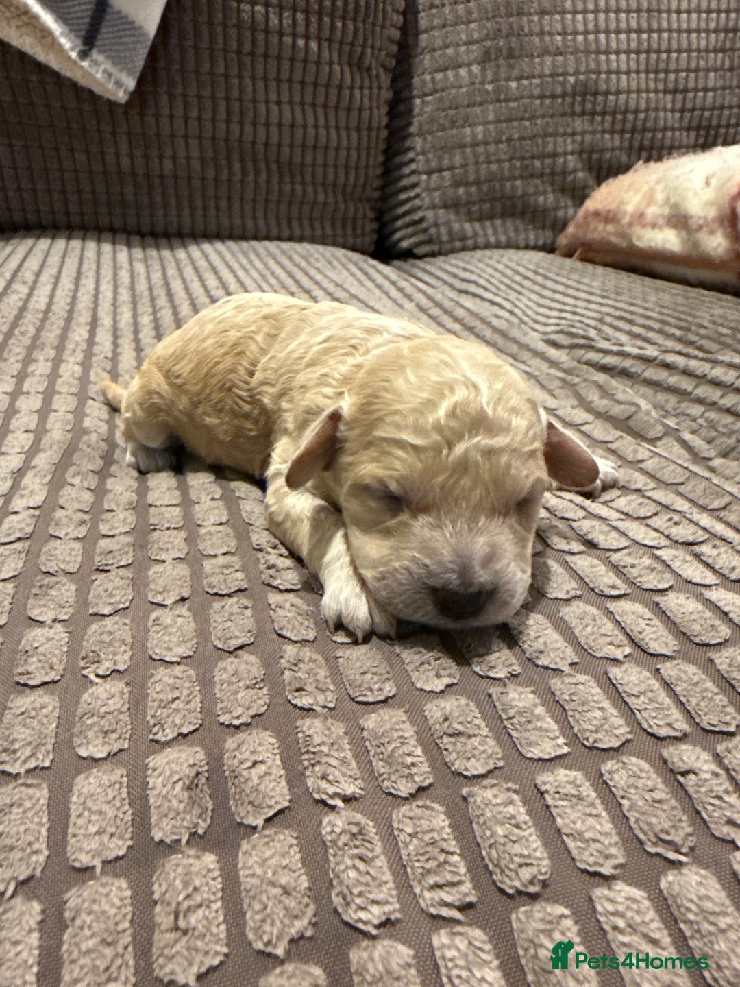 Maltipoo dogs for sale: Real life teddy bears 🧸  - Advert 11