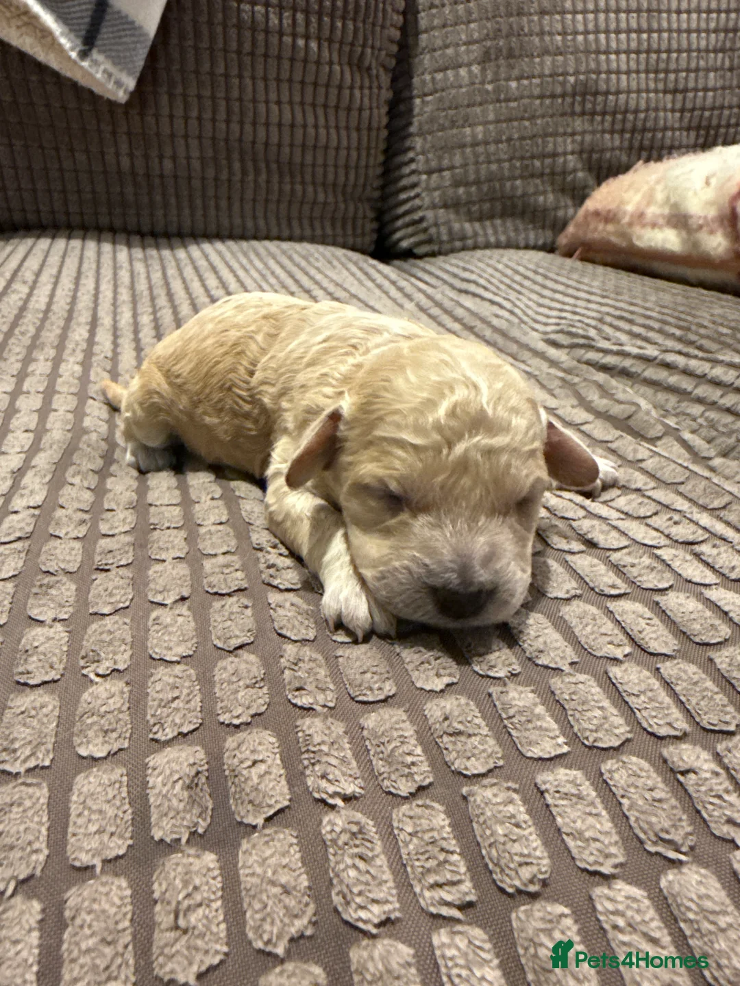 Maltipoo dogs for sale: Ready this week 🧸 - Advert 29