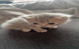 Scottish Fold cats for sale: Scottish straight  - Image 2