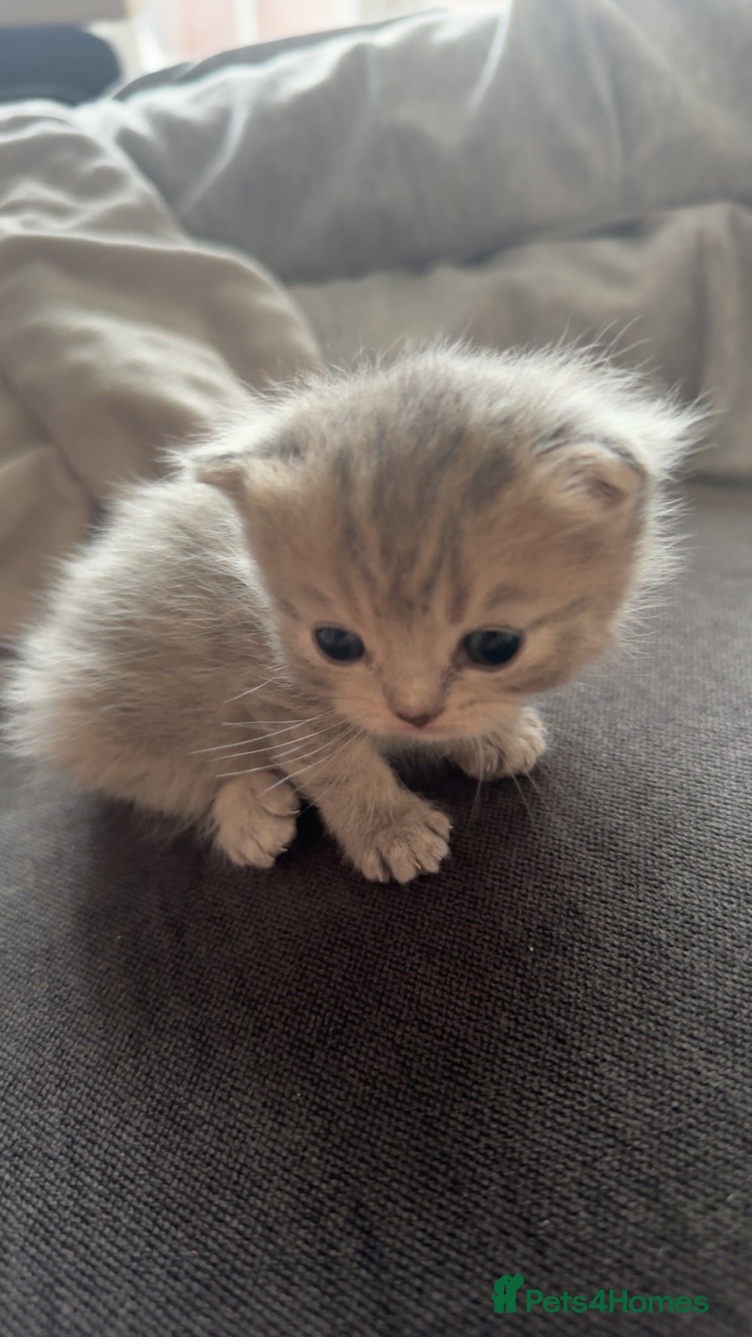 Scottish Fold cats for sale: Scottish straight  - Image 2