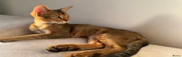 Abyssinian cats for sale: Beautiful & Playful Aby x Savannah Female in London - Advert 1