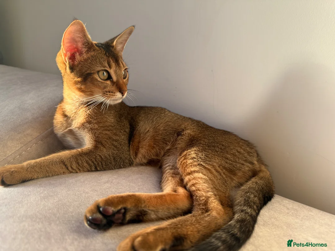 Abyssinian cats for sale: Beautiful & Playful Aby x Savannah Female in London - Advert 1
