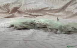 Bengal cats for sale: Adorable snow bengal kittens - Image 6