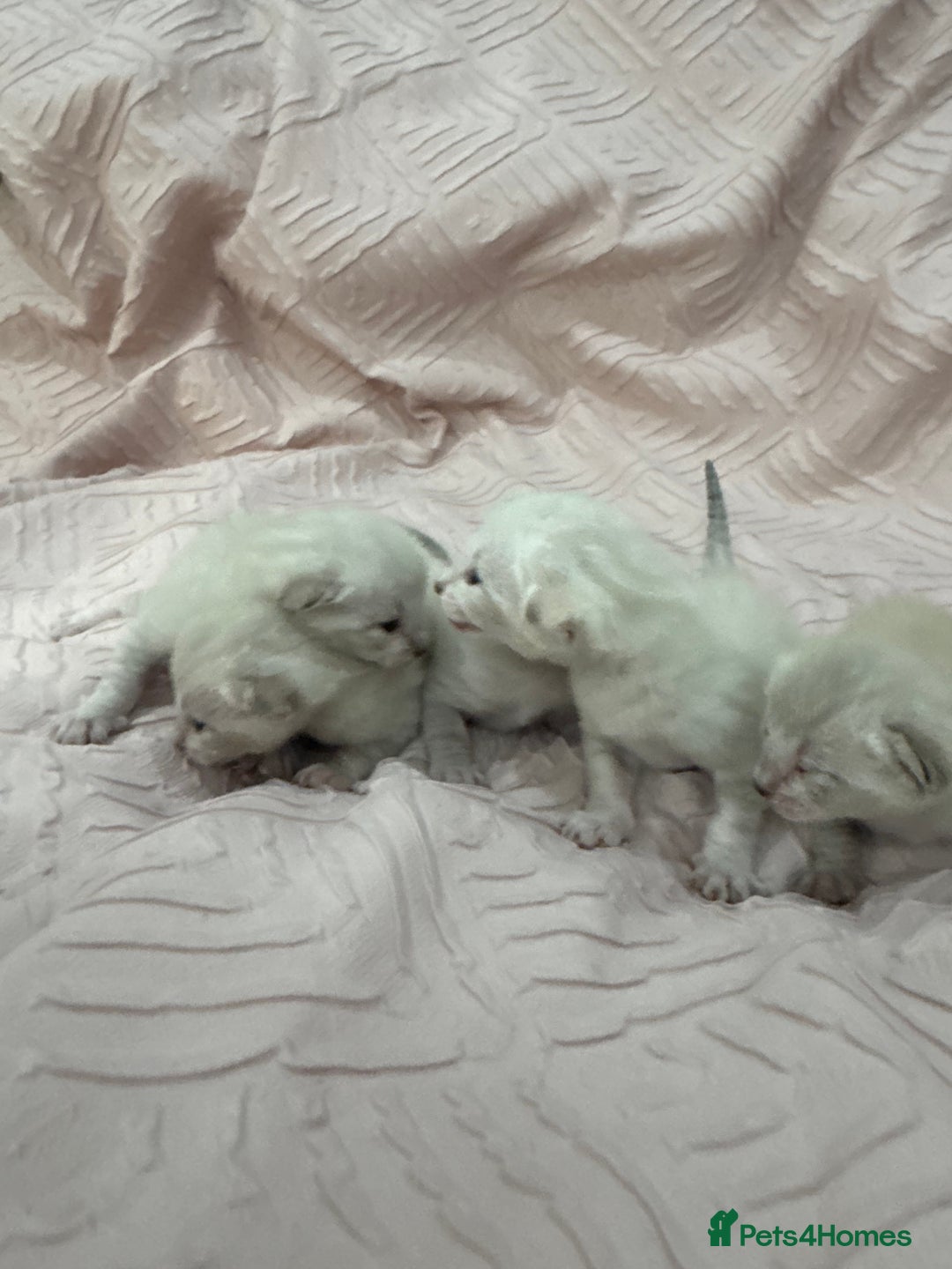 Bengal cats for sale: Adorable snow bengal kittens - Image 6