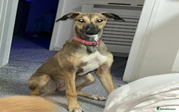 Lurcher dogs for sale: 17 month old lurcher  - Image 4