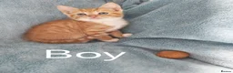 Mixed Breed cats for sale: GINGER BOYS VIDEOS - Advert 5