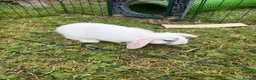 Dwarf Lop rabbits for sale: Dwarf Lop Baby Bunnies  - Advert 20