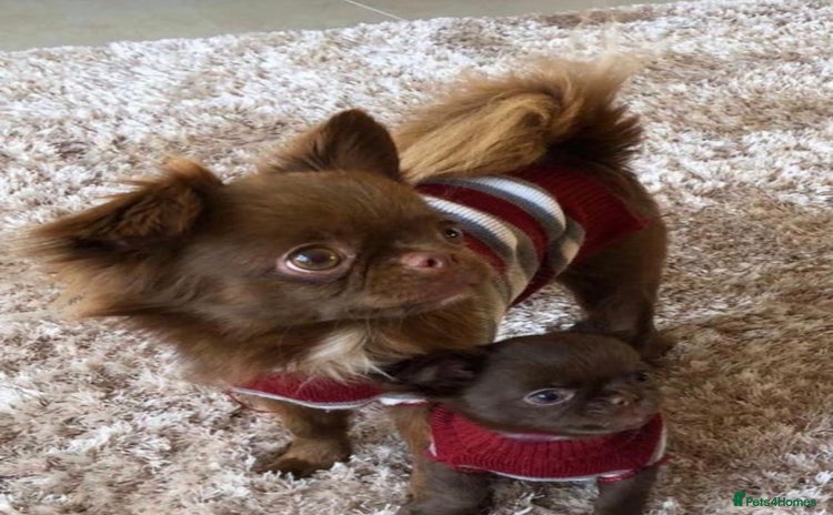 Chihuahua dogs - Advert 10