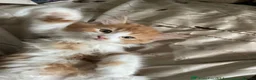 British Longhair cats for sale: Exquisite Longhair Ginger – Luxury Companion - Advert 2