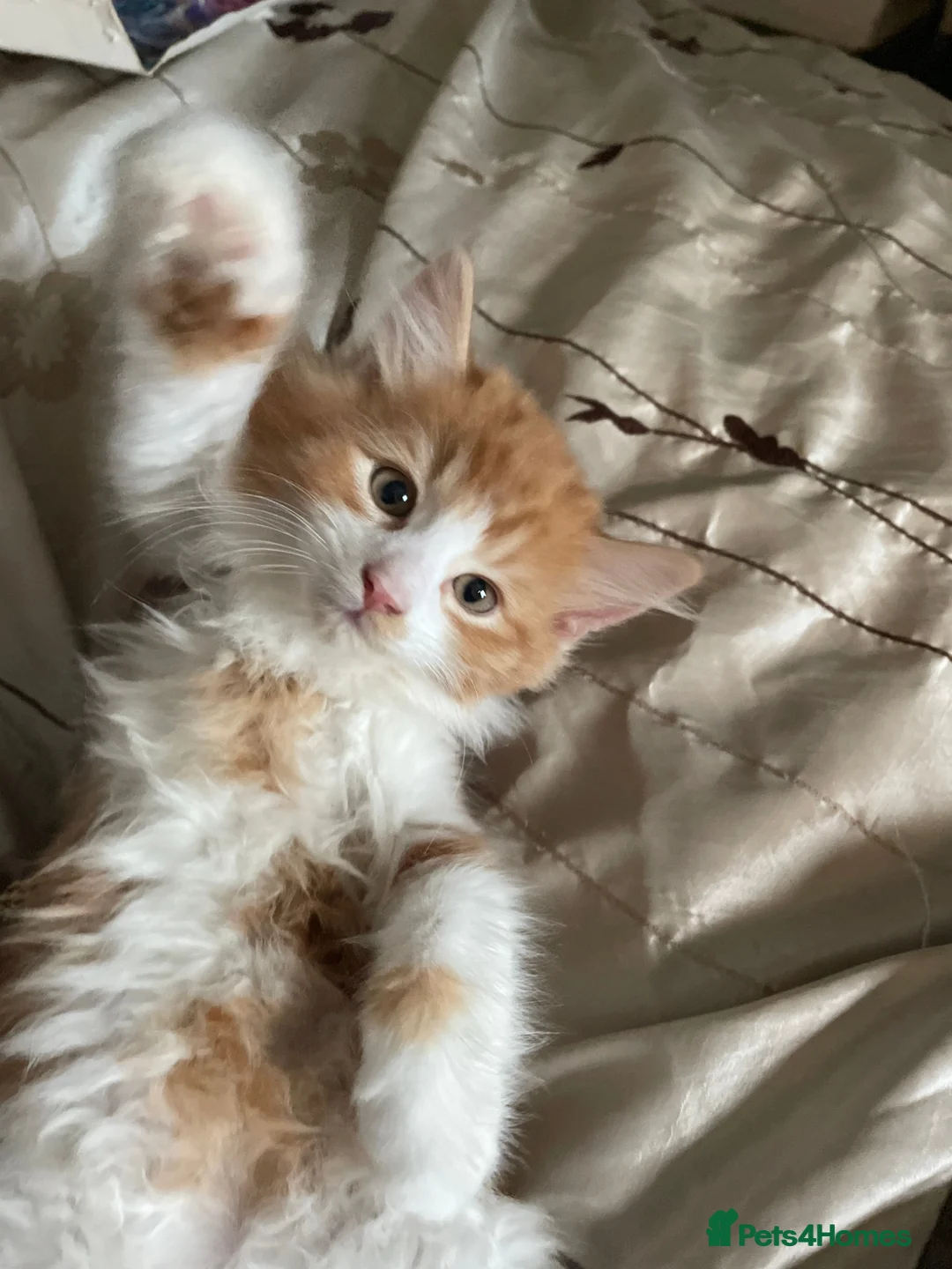 British Longhair cats for sale: Exquisite Longhair Ginger – Luxury Companion - Advert 2