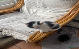 Domestic Shorthair cats for sale: 2 Male Kittens - Image 16