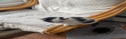Domestic Shorthair cats for sale: 2 Male Kittens - Advert 16
