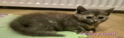 Mixed Breed cats for sale: GORGEOUS KITTENS LOOKING FOR THEIR FOREVER HOMES in Canterbury - Advert 6