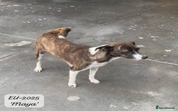 Mixed Breed dogs for adoption: Maya, 1 yr old approx, Available for adoption. - Image 6
